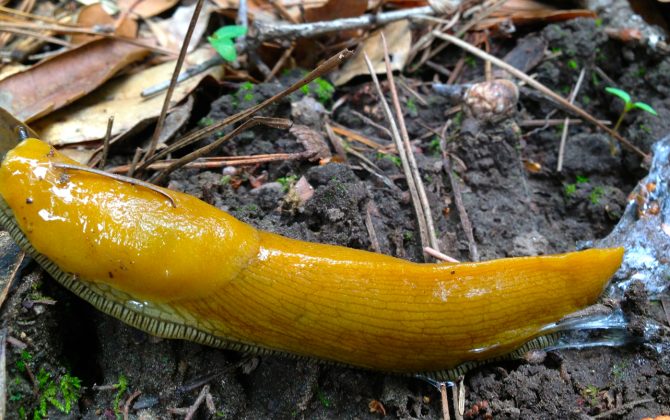 OE banana slug